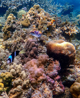 twin reef